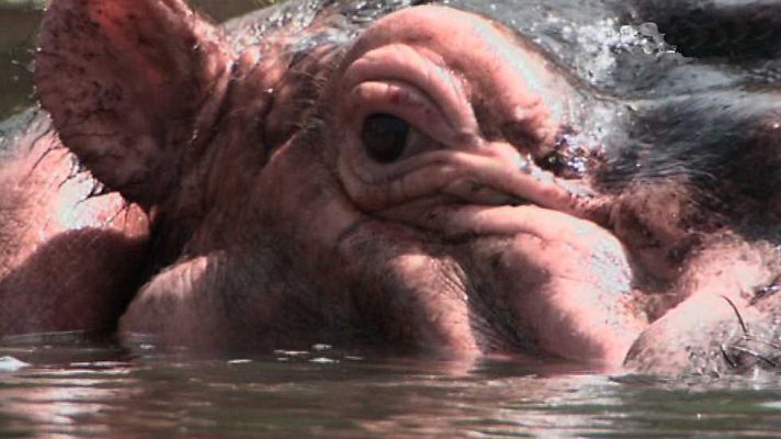 Grandes documentales - Wild Menu: Comida basura