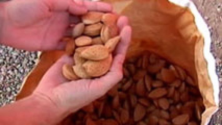 España Directo - Aumentan los robos por el alto precio de la almendra