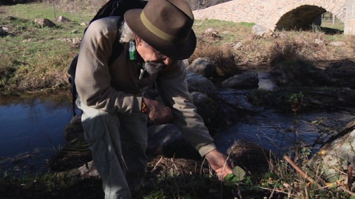 Aquí la Tierra - ¿Se puede comer una acedera?