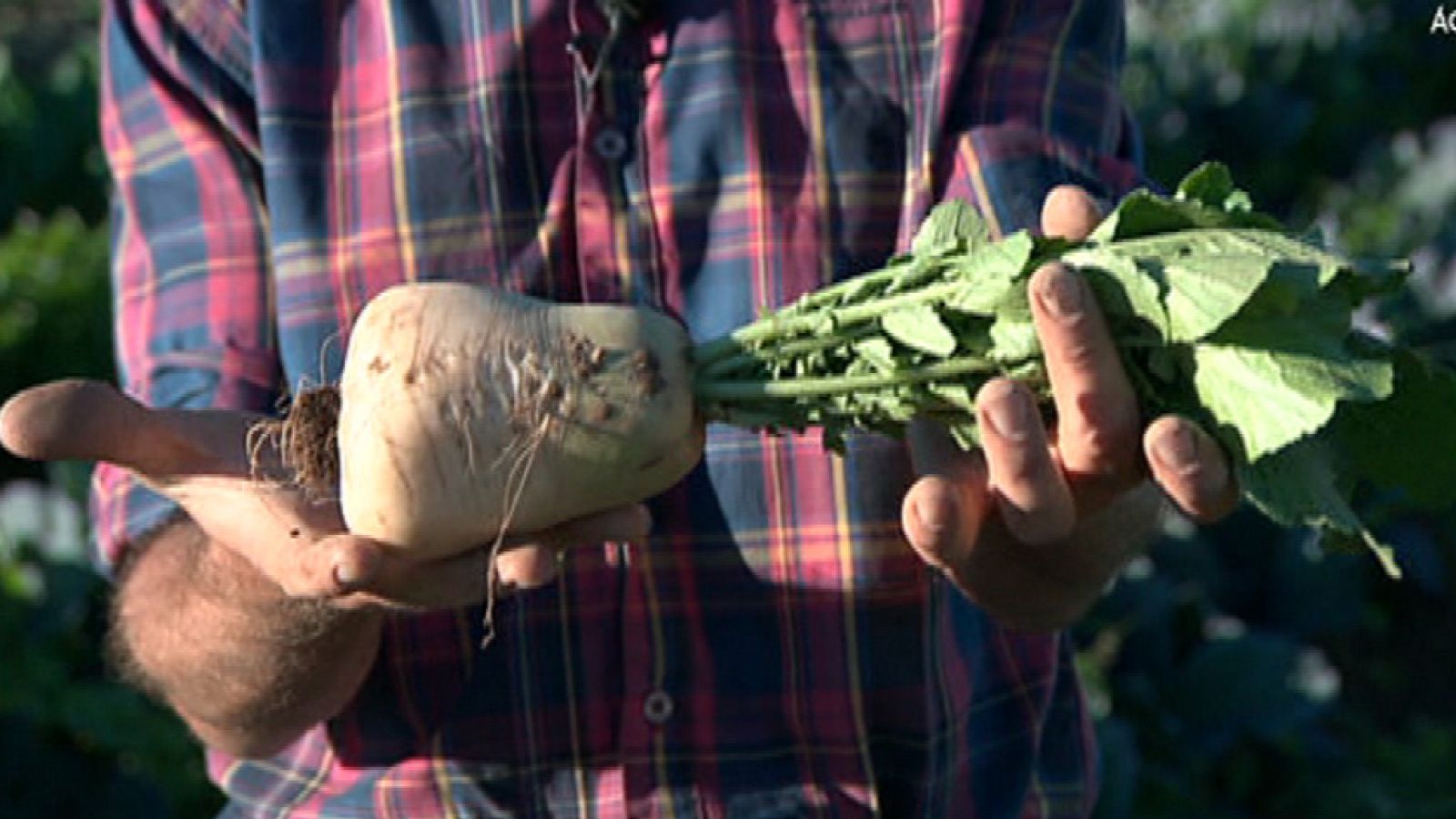 Nabos y grelos, dos en uno