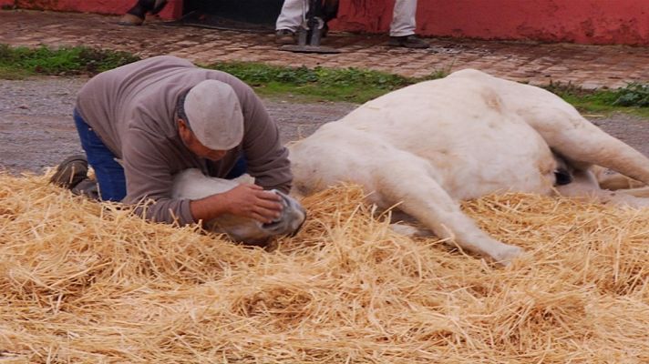 Aquí la Tierra - El hombre que susurraba a los caballos