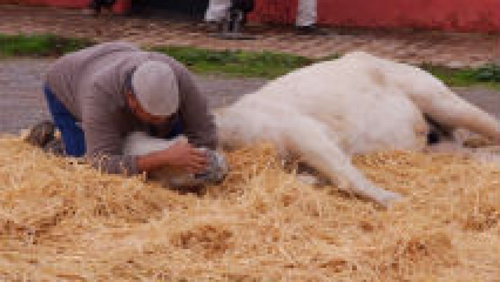  El hombre que susurraba a los caballos