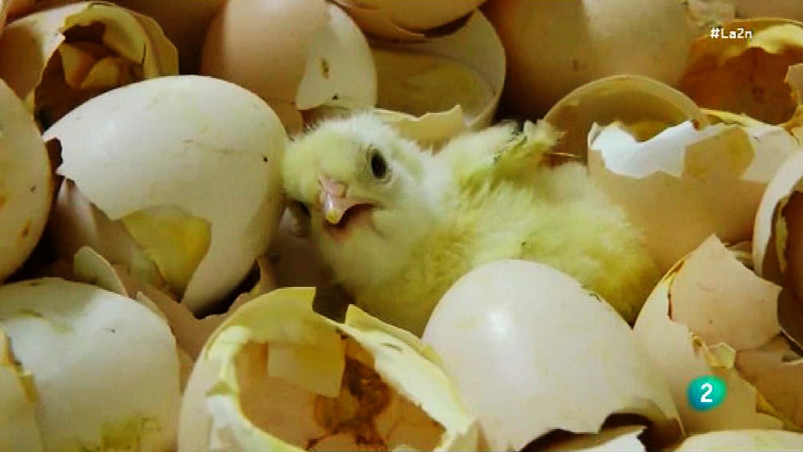 La 2 Noticias: Pollos, de la incubadora industrial al mercado de consumo |  RTVE Play