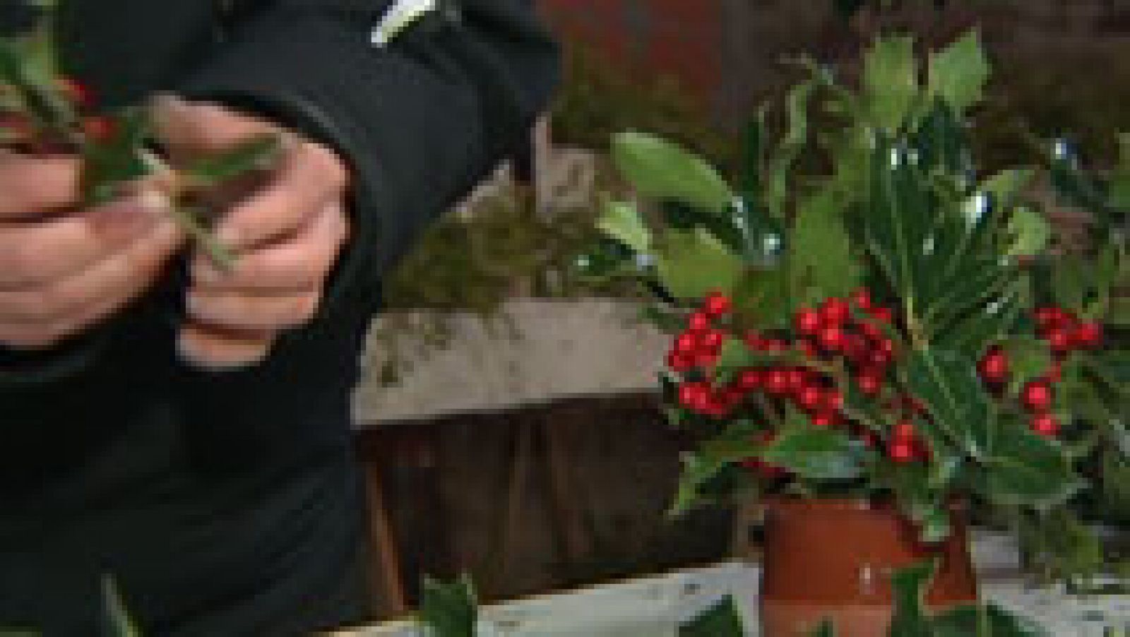 El acebo, un símbolo de la Navidad