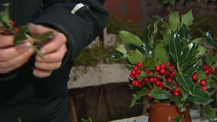 España Directo - El acebo, un símbolo de la Navidad