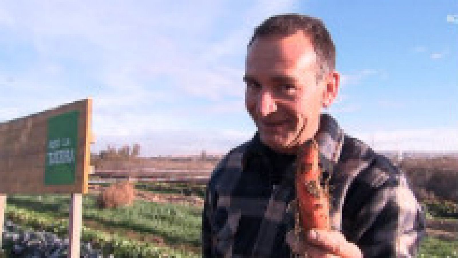 Temporada de zanahorias