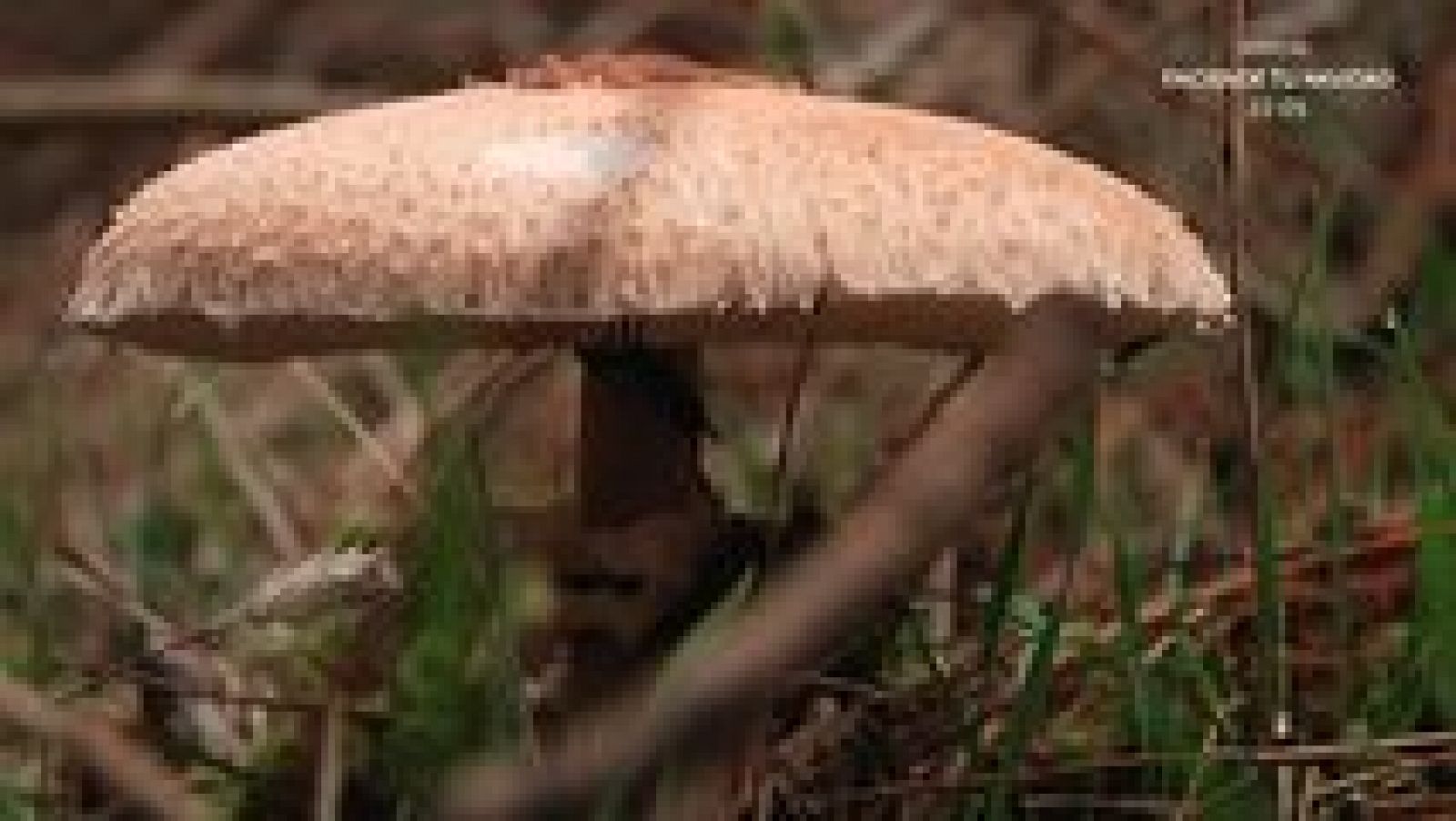 Aquí la Tierra - 27/11/15 - Ver ahora