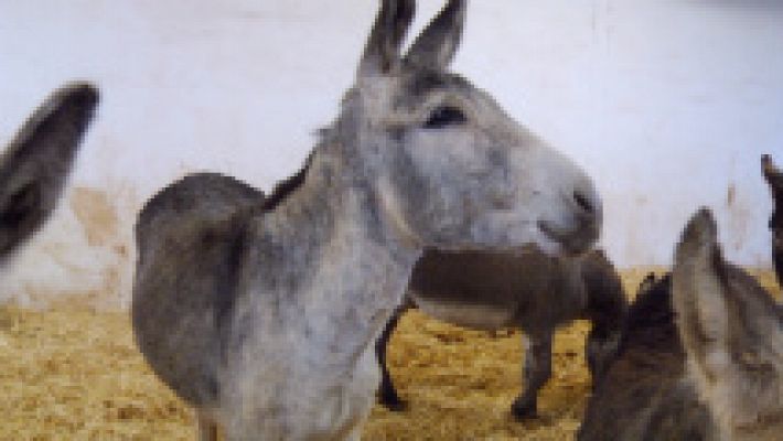 Burro, sinónimo de inteligencia