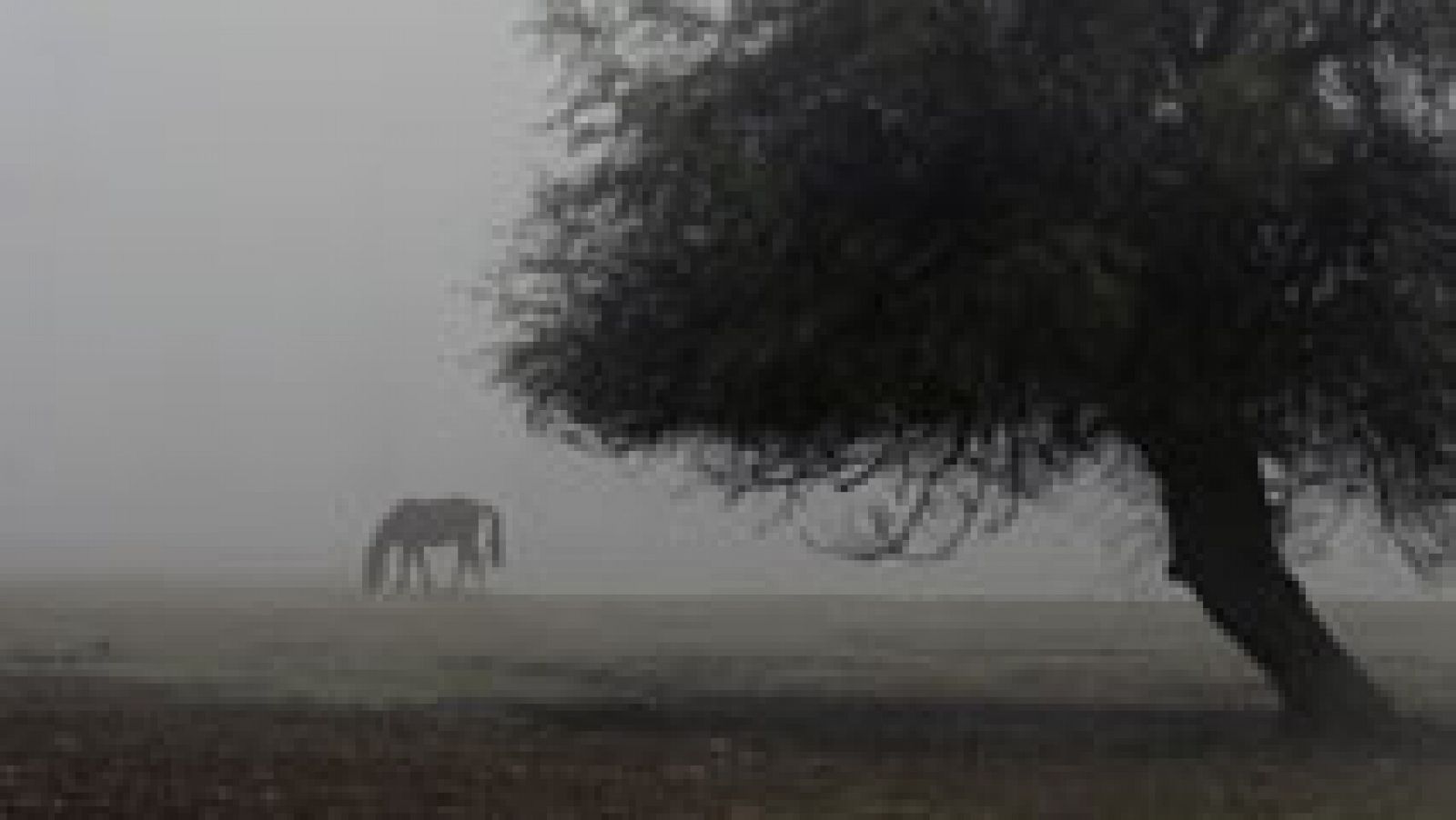 El tiempo: Viento fuerte en el Estrecho de Gibraltar y posibles nieblas en la meseta norte | RTVE Play