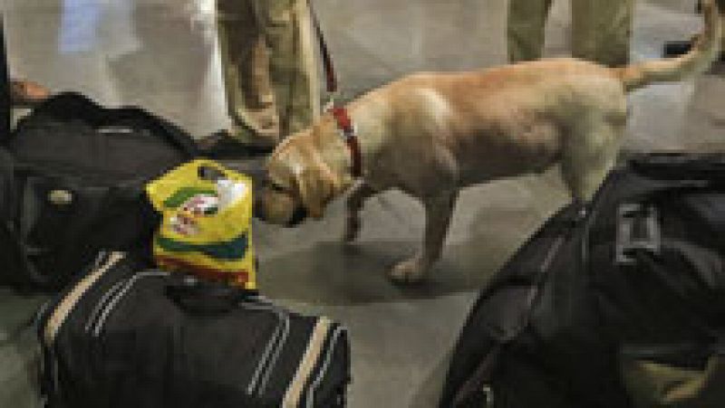 Los perros que buscan explosivos y drogas junto a la Guardia Civil