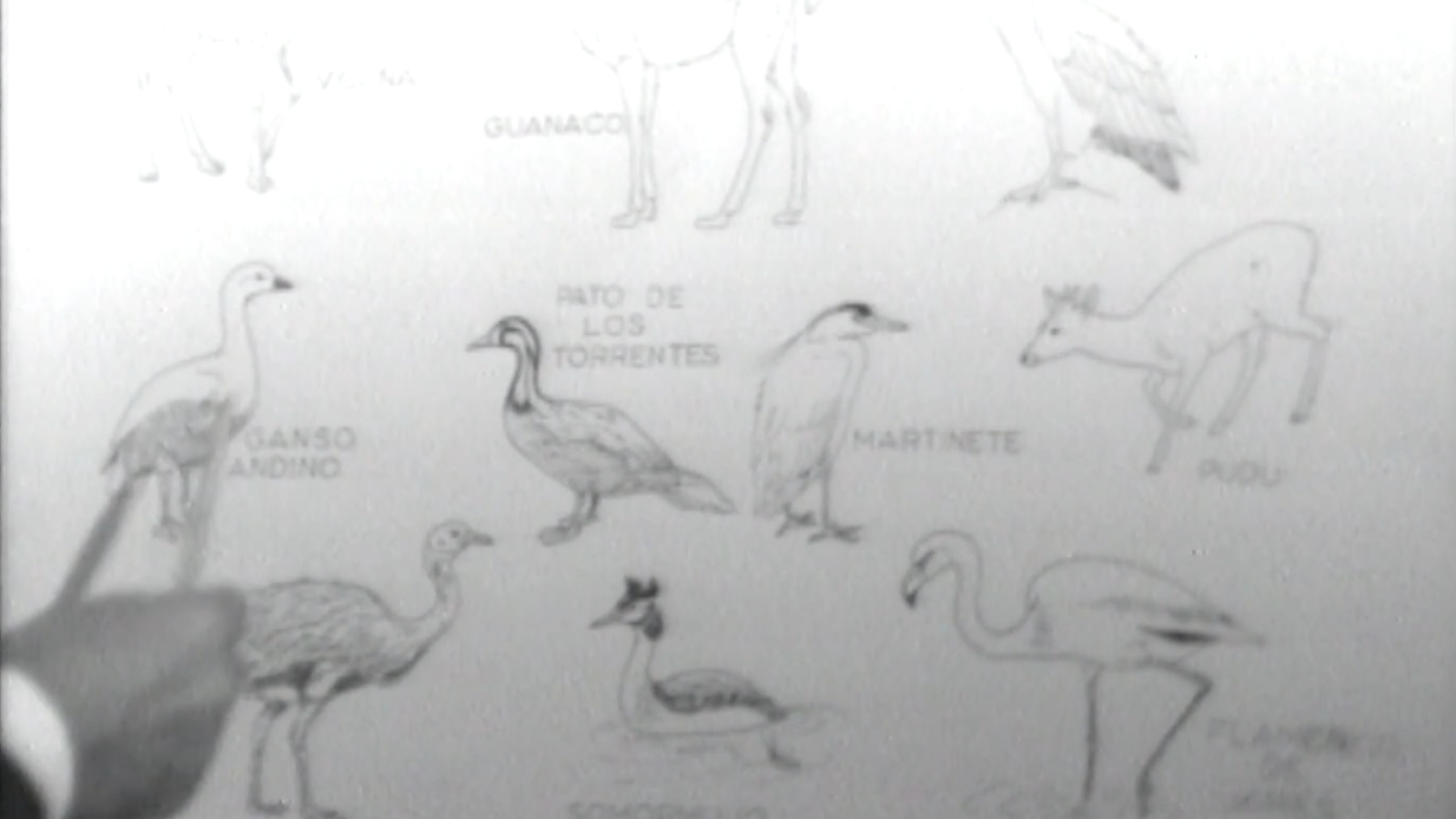 Vida salvaje - El techo de América