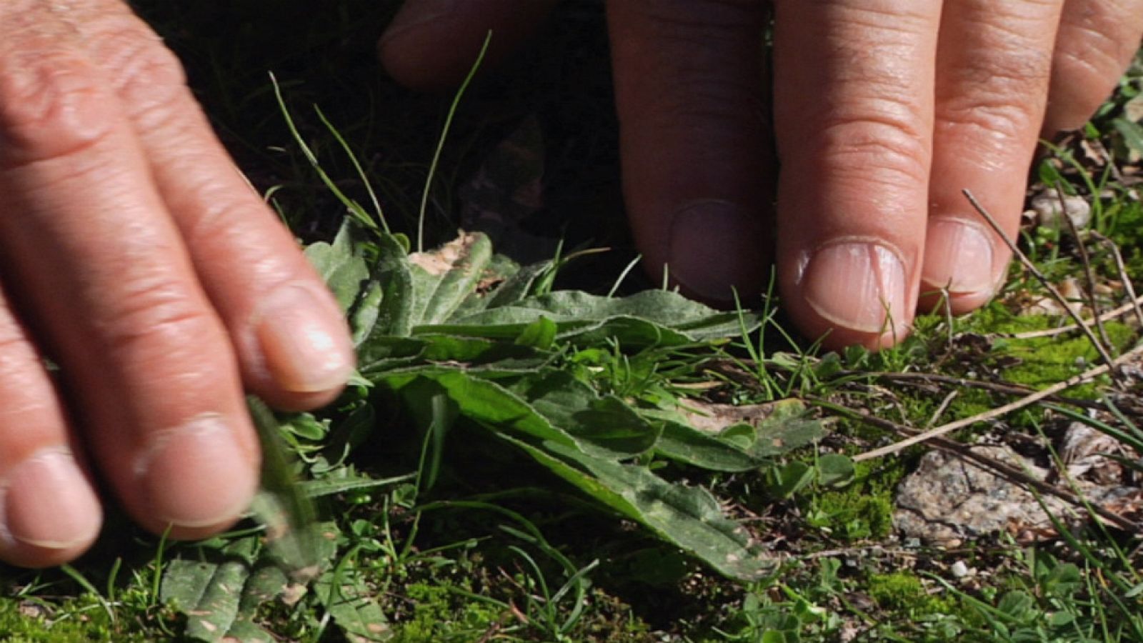 Una planta contra el olor de pies