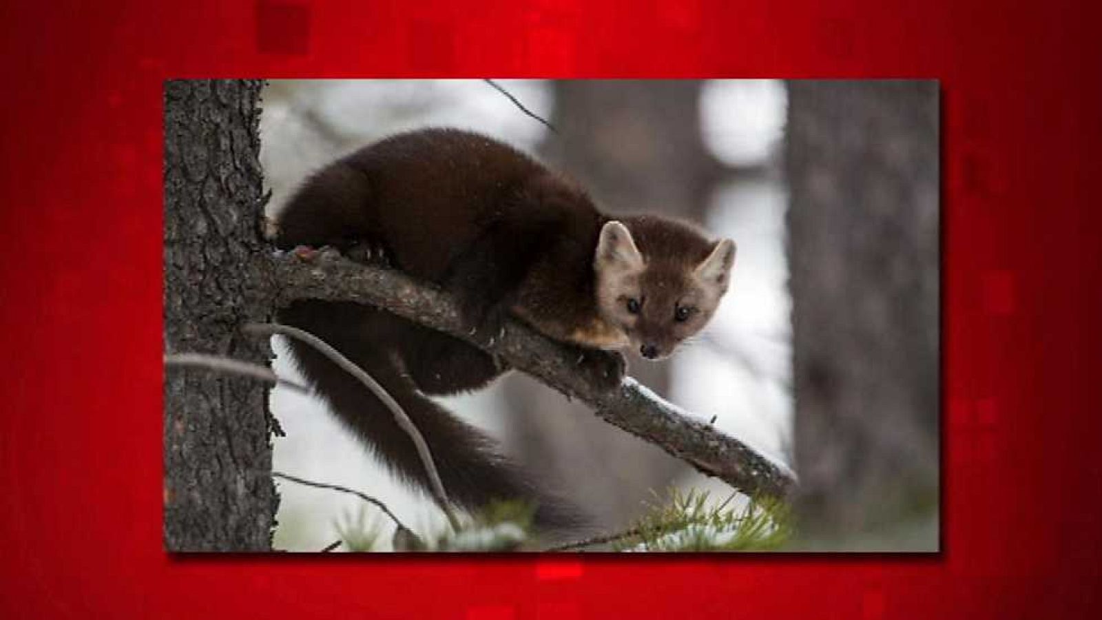 Saber y ganar - 02/12/15 - Ver ahora