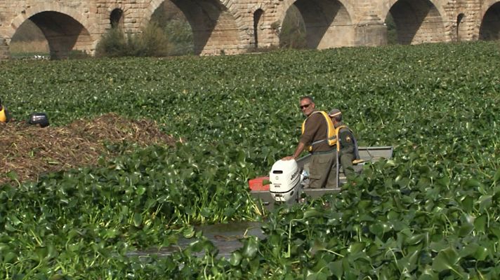 Comando Actualidad - El camalote