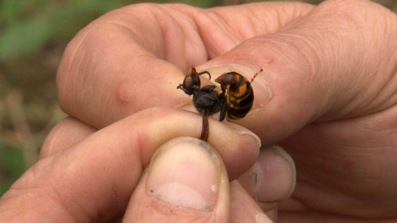 Comando Actualidad - Las siete plagas - La avispa asiática