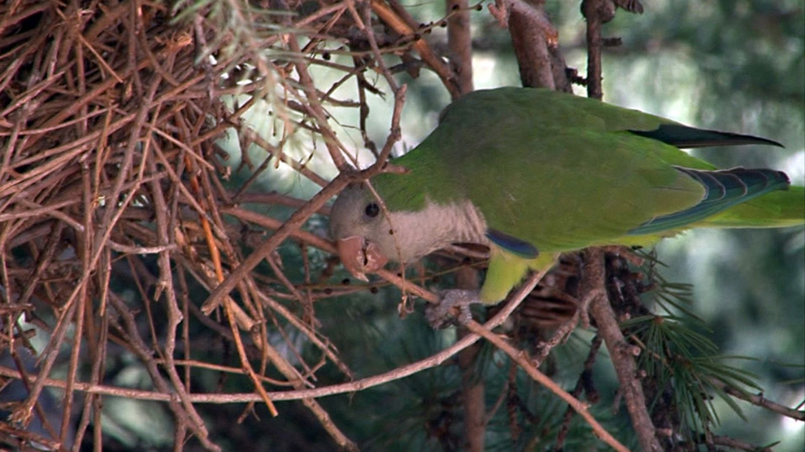Comando Actualidad - Las siete plagas - Cotorras