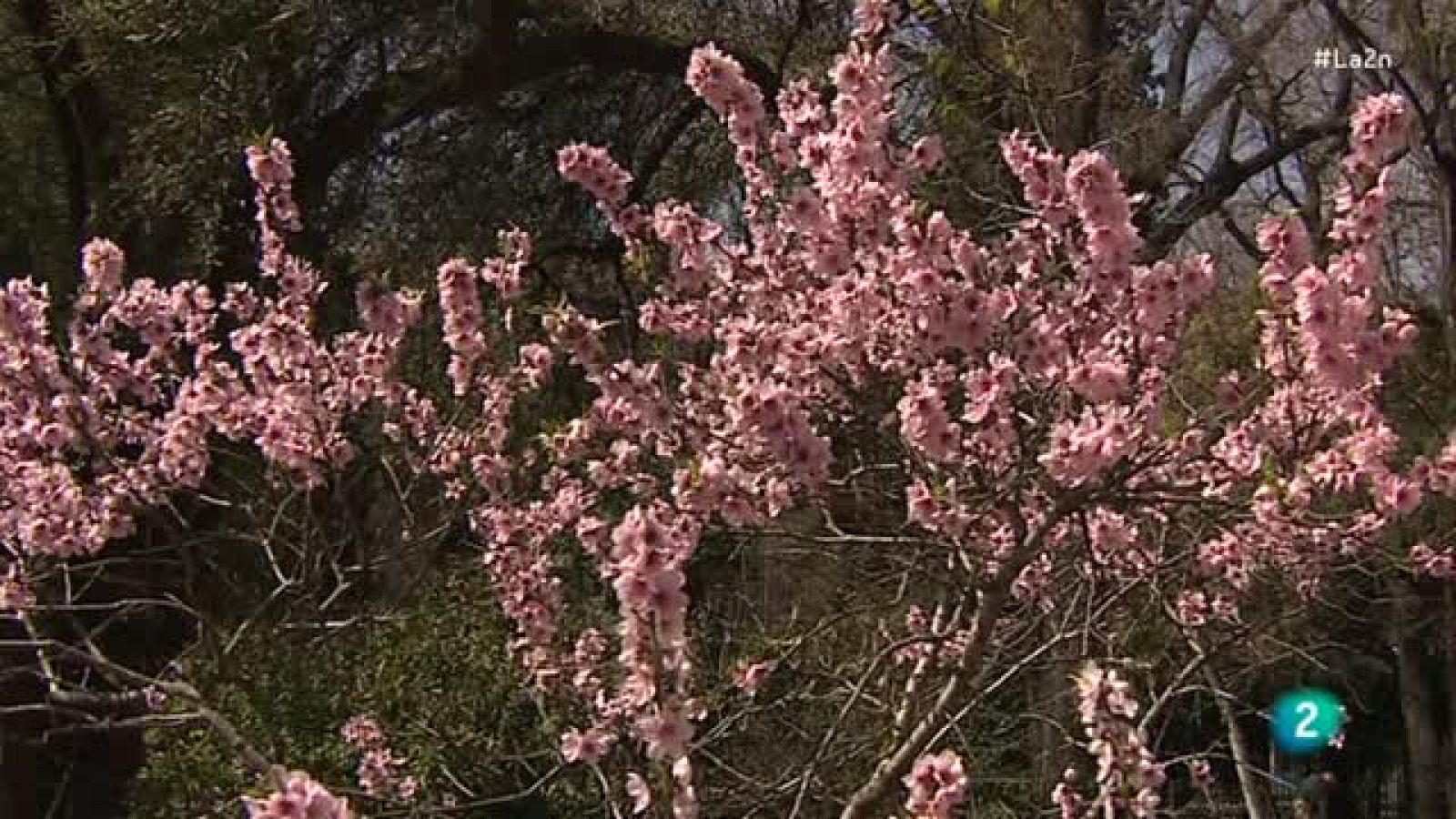 La 2 Noticias - La voz de los insectos - La 2 Noticias | Ver