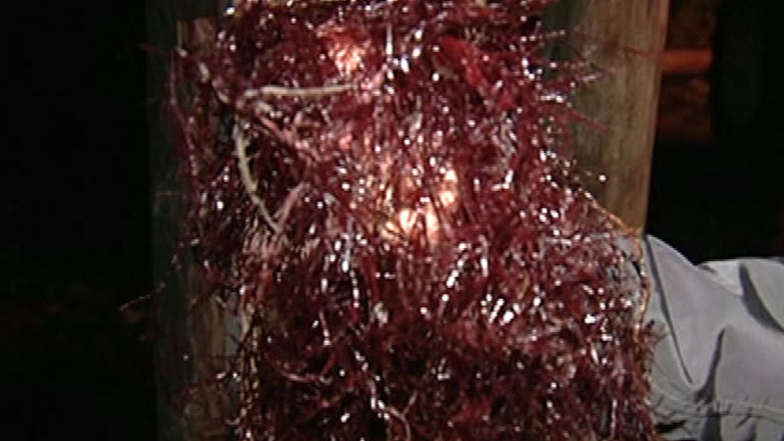 La caloca, un alga muy cotizada