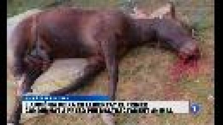 Informatiu Balear - Informatiu Balear 2 - 04/12/15