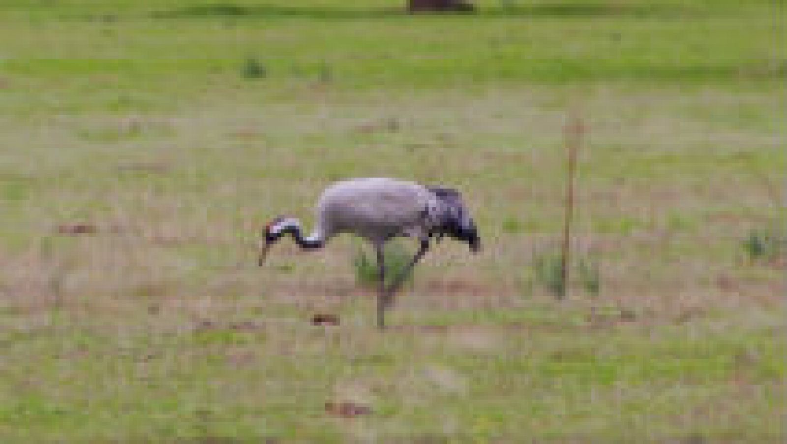 Ver grullas en extremadura