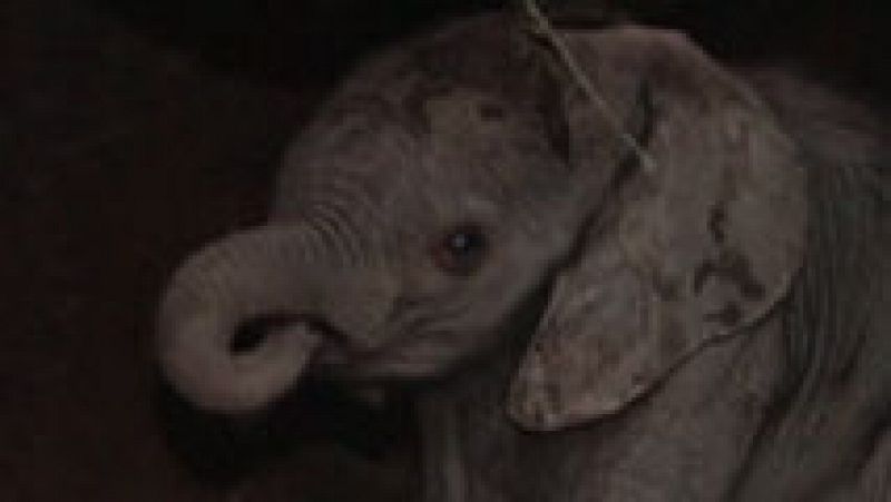 España directo: cabárceno tiene un nuevo habitante   | rtve play