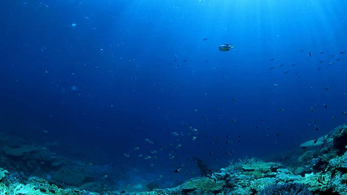 Documenta2 - Océano ácido