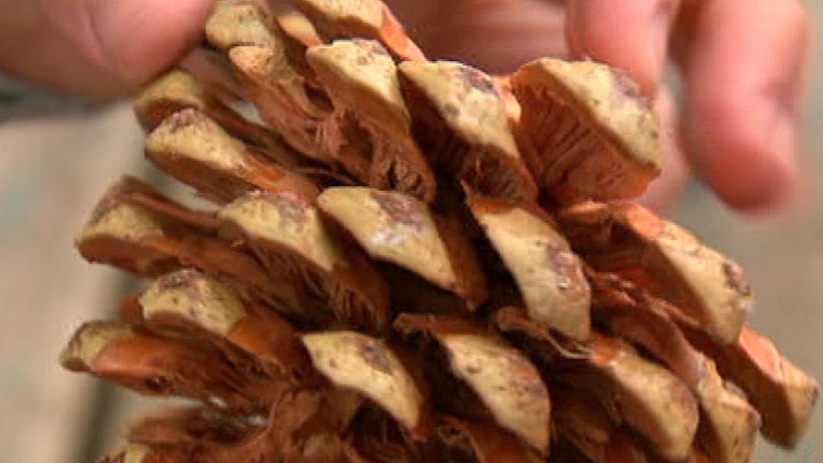 ¿Por qué son tan caros los piñones?