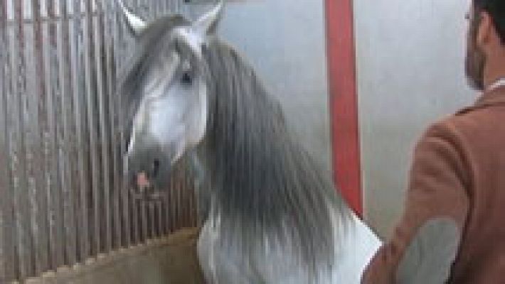 Ajai, el caballo que se cree toro 