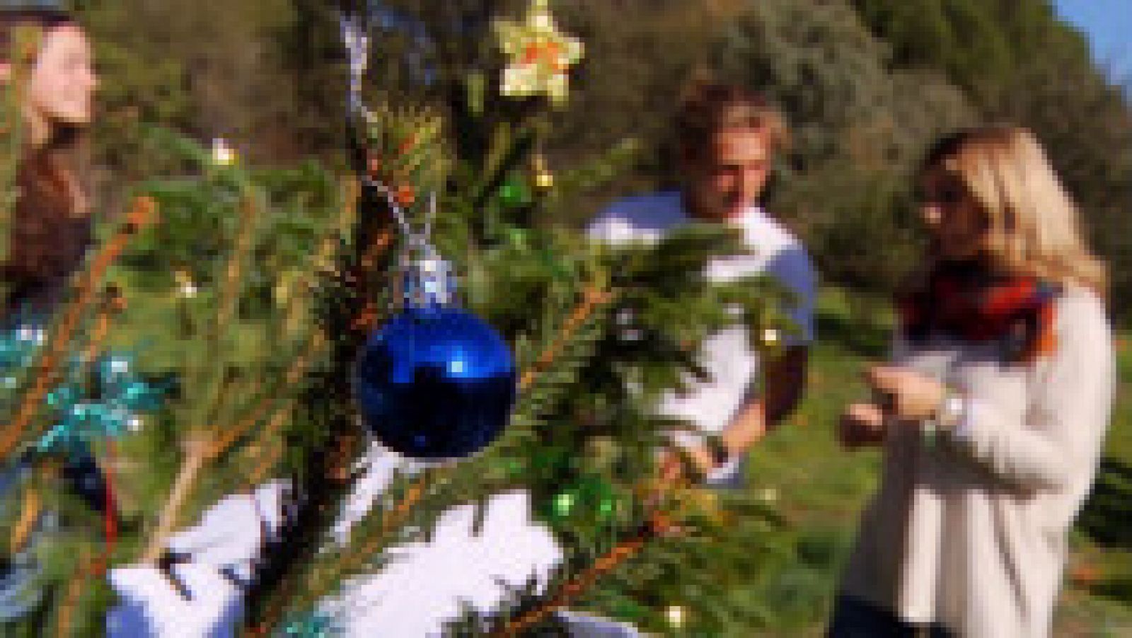 Cuidar un árbol de navidad