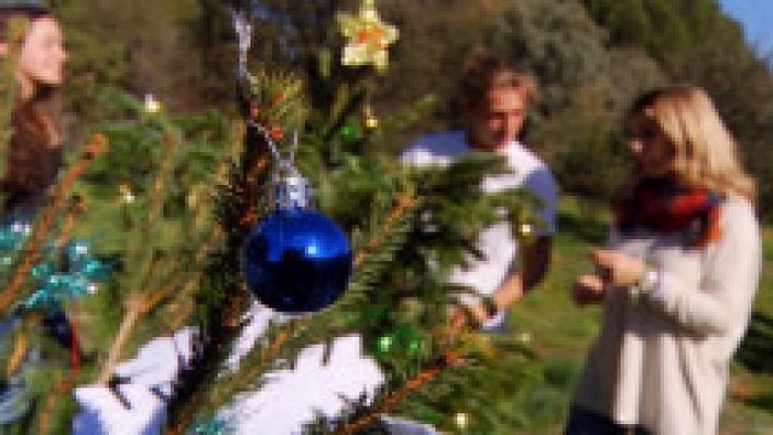 Cómo cuidar un árbol de Navidad