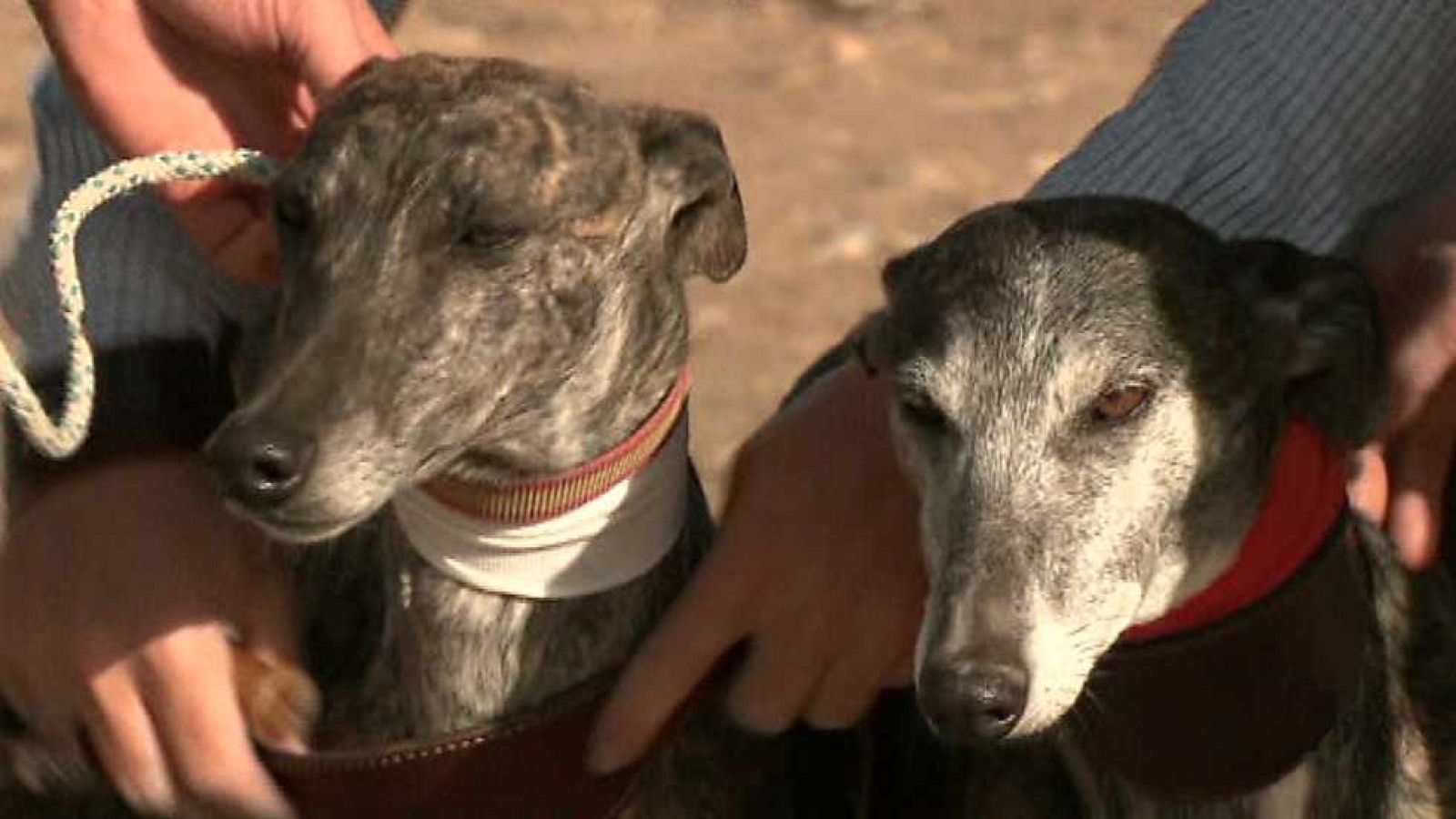 Jara y sedal - Tradición galguera - Ver ahora