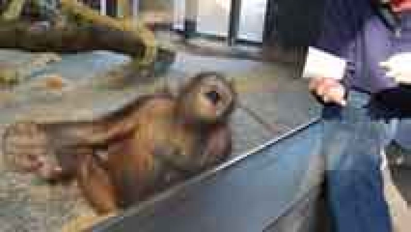 Telediario 1: La carcajada de un orangután del zoo de Barcelona da la vuelta al mundo | RTVE Play