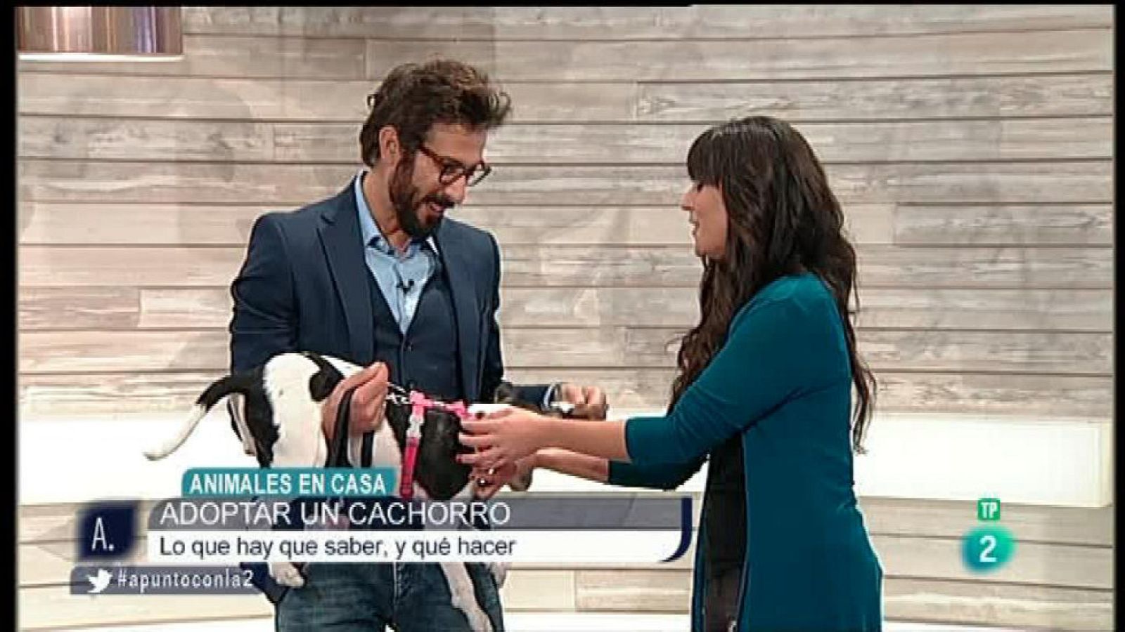 A punto con La 2 - Animales en casa