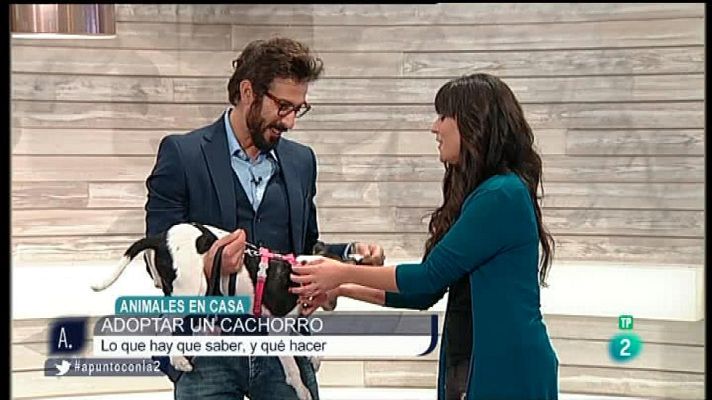 A punto con La 2 - Adoptar una mascota