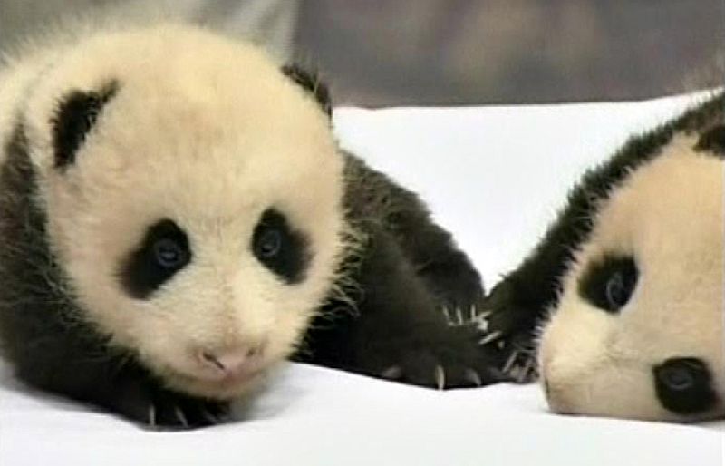 Unos gemelos muy peludos