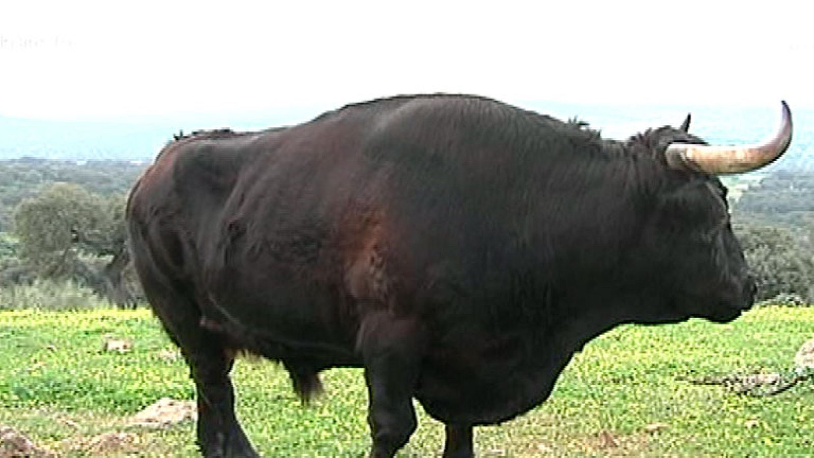 Farruquito, el toro manso