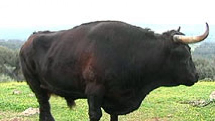 Farruquito, el toro manso