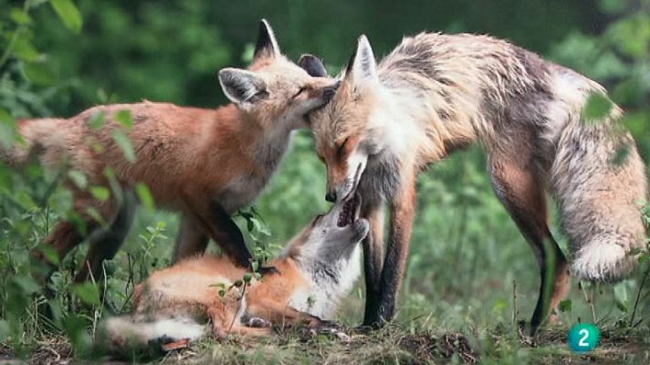 La aventura del Saber - Exposición Wildlife Photographer of the Year