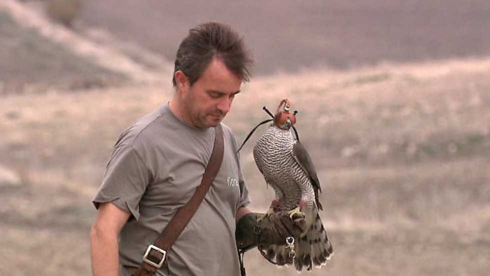 Jara y sedal - Campeonato de España de Cetrería, Osuna 2015 - Ver ahora