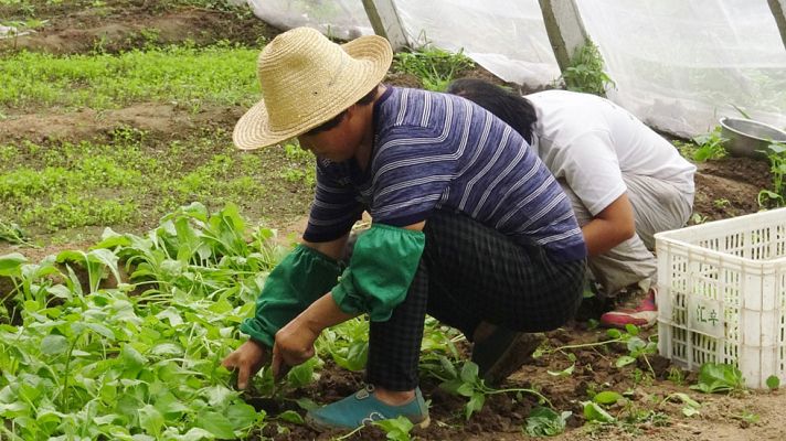 Telediario 1 - Detenidos por explotar laboralmente a extranjeros