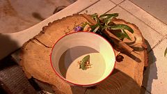 Aquí La Tierra - Una sopa con una nueva vida