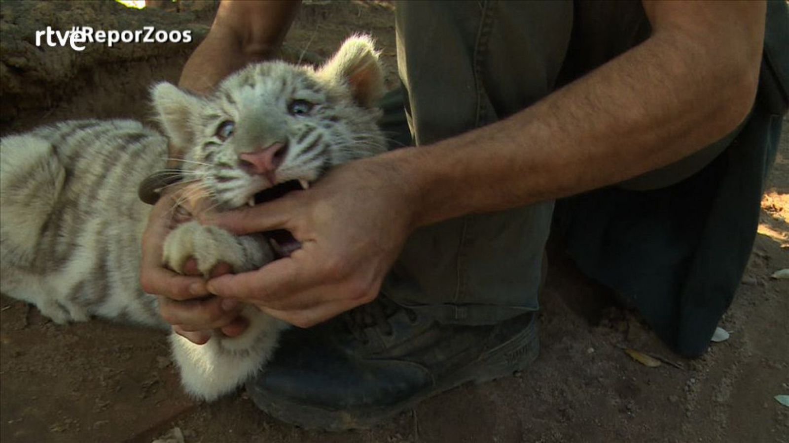 Repor: Zoos bajo lupa - Ricardo Gistas | RTVE Play