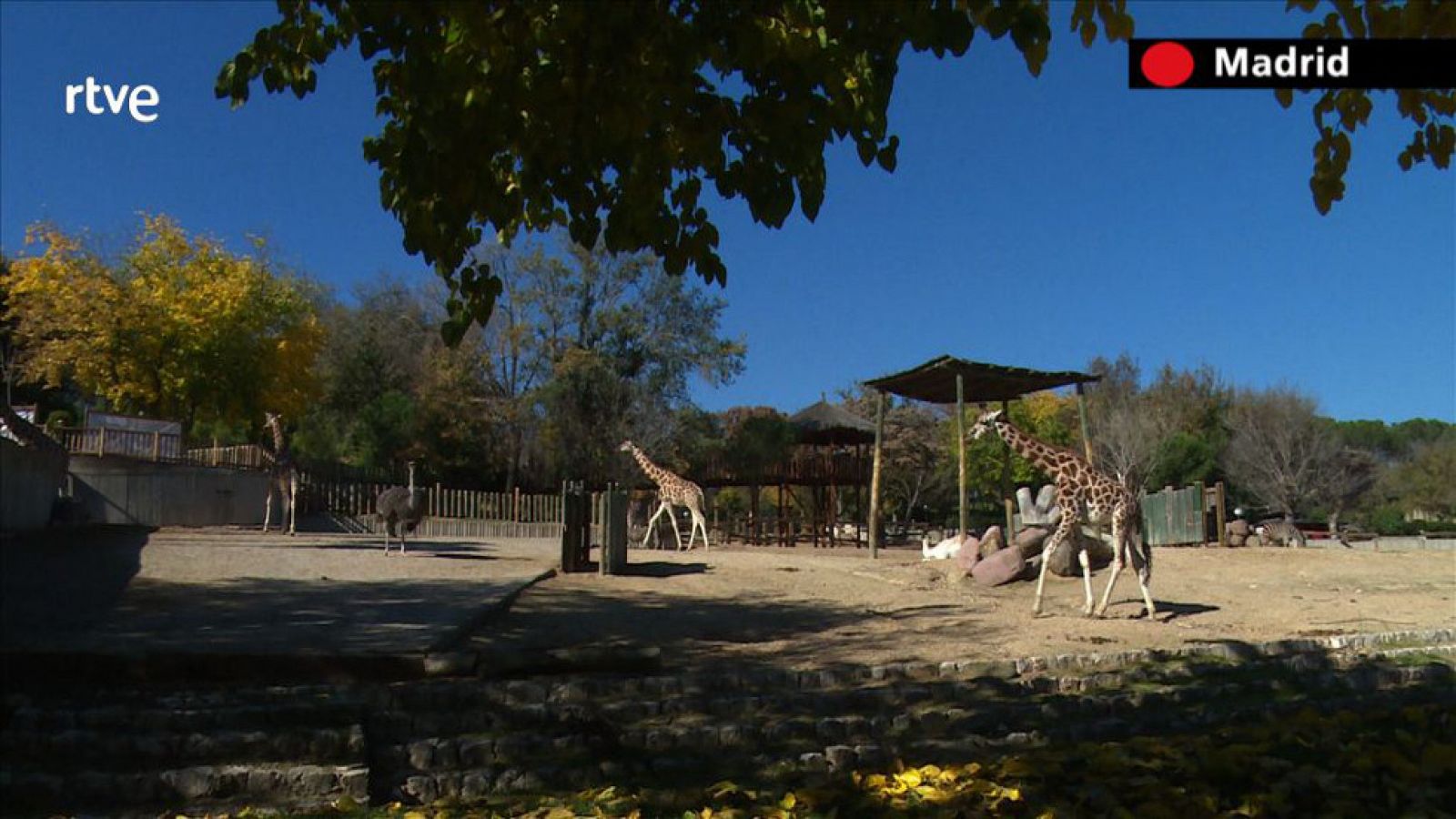 Repor: Zoos bajo lupa - Zoo Madrid | RTVE Play