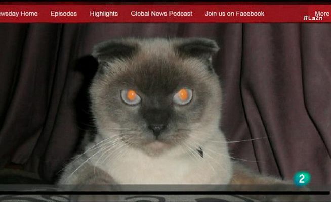 La 2 Noticias - Barsik, candidato gato