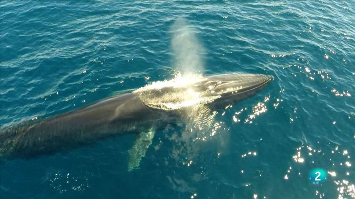 Animalades - Mar - Avanç