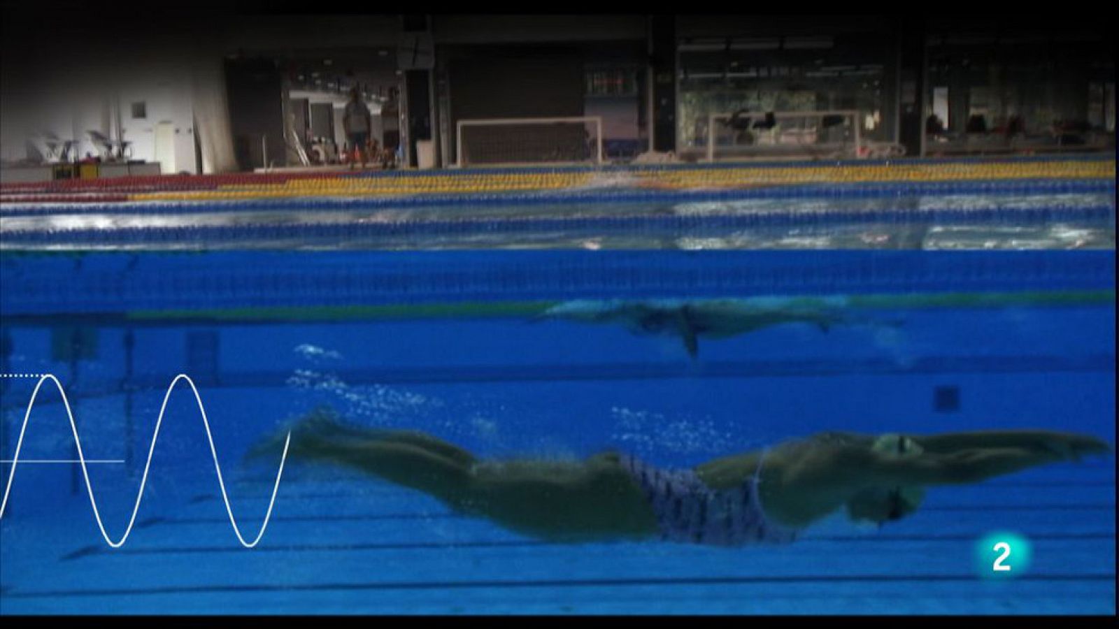 animalades -  Mar - Mireia Belmonte ens ensenya a nadar com un dofí