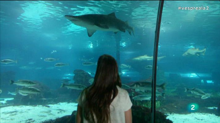 Vespre a La 2 - animalades, al Vespre a La 2