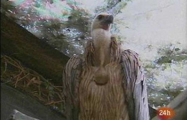 Ciencia y tecnología en Rtve.es - Buitres leonados paran en Menorca