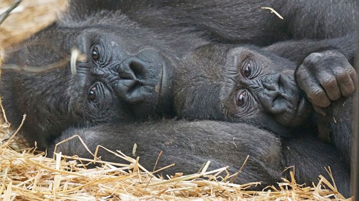 Telediario 1 - Isabel Muñoz: tres años fotografiando a grandes simios