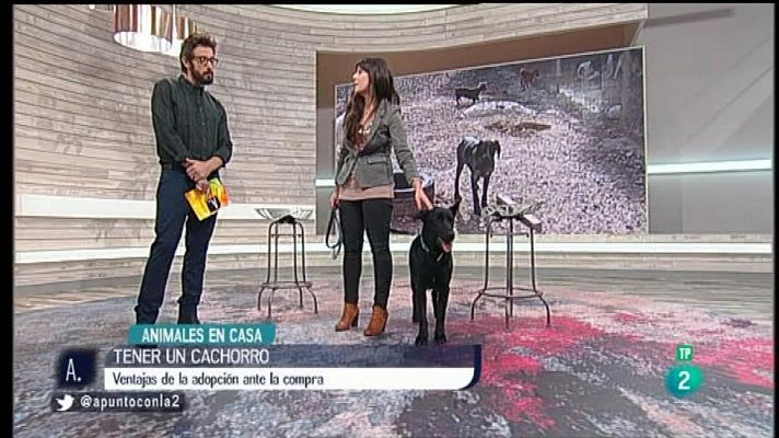A punto con La 2 - Animales en casa con Adriana Mármol